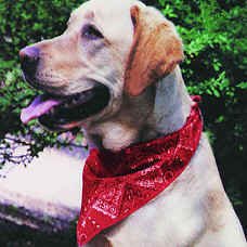 Cooling Dog Bandana