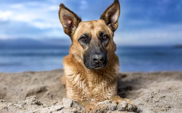 How to Care for your Dog in Heat